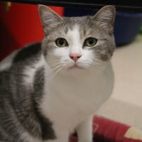 DUMAN, chat à adopter
