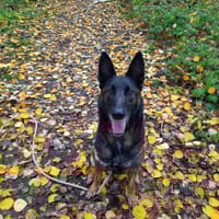 PACO OAA19885, chien à adopter