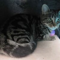 NEO, chat à adopter