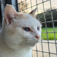 MALO, chat à adopter