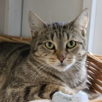 Café crème, chatte à adopter