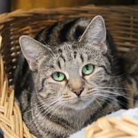 Baboune, chatte à adopter