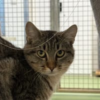 GNOCCHI, chat à adopter
