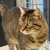 YUMI, chatte à adopter