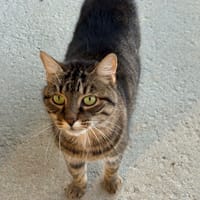 YUMI, chatte à adopter