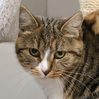 ALITA, chatte à adopter
