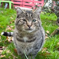 TELEMAQUE, chat à adopter