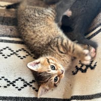 Canelle, chatte à adopter