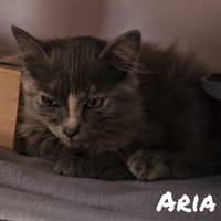 Aria, chatte à adopter