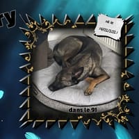 Sherry, chien à adopter