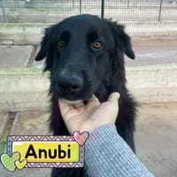 ANUBI, cane da adottare