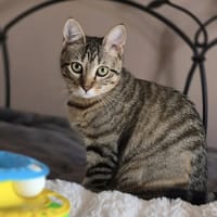 AVANA, chatte à adopter