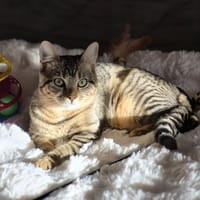 ASTRA, chatte à adopter