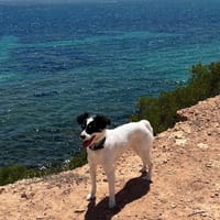 COCO (Martina), chien à adopter