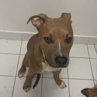 Pablo, chien à adopter