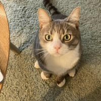 Sam, chat à adopter