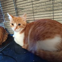 Arossa chatonne roux et blanc, chatte à adopter