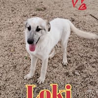 LOKI nato ad Aprile ‘25, cane da adottare