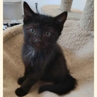 Aventure, chatte à adopter