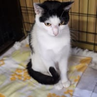 Ligia, kotka do adopcji