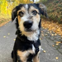 Dexter wartet auf sein Gegenstück, Hund zur Adoption