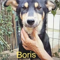 Boris 2 Jahre, Hund zur Adoption