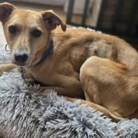 Eyo, Hündin zur Adoption