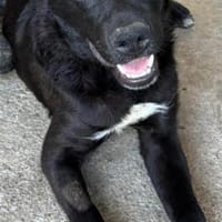 Sportliche Mary sucht ein Zuhause, Hündin zur Adoption