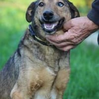 Cuno - zutraulich u. freundlich, Hund zur Adoption