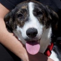 Junghündin Romy sucht ihr Zuhause, Hündin zur Adoption