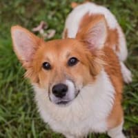 Jockel - kleiner Corgimix sucht Familie, Hund zur Adoption
