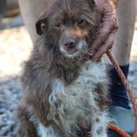 Inky - verschmuste, kleine Hündin, Hündin zur Adoption