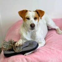 Levi - Little Mister Sunshine, Hund zur Adoption