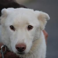 Sibi - sehr lieb u. anhänglich, Hund zur Adoption