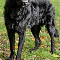 Sato - ein liebevoller Bub, Hund zur Adoption