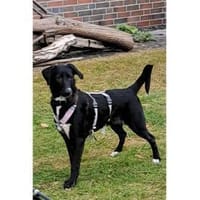 Jaala - wartet in 22145 Hamburg, Hündin zur Adoption