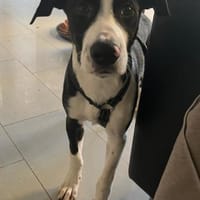 Rocky 💗 wartet in 50674 Köln, Hund zur Adoption