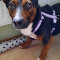 Cora Jack Russel - Mix  2-3 Jahre 38 cm, Hündin zur Adoption