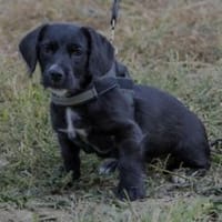 Matyi friert sich langsam den Hintern ab, Hund zur Adoption