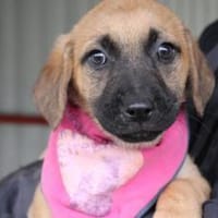 And the winner is: Chantal, Hündin zur Adoption