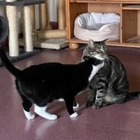 TONJA & MAXI - Traumpaar sucht Zuhause, Kater zur Adoption