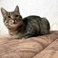 CARLO - Rohdiamant braucht Feinschliff, Kater zur Adoption