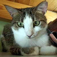 ANDROMACHE - Von draußen ins Glück?, Katze zur Adoption