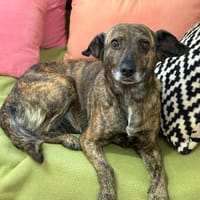 Unsere sanfte Dotty schenkt viel Liebe, Hündin zur Adoption