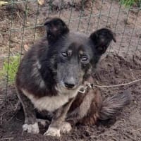 Dalia 12j. 38 cm sucht Gnadenplatz, Hündin zur Adoption