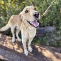 super toller  Svenjo sucht Zuhause!, Hund zur Adoption