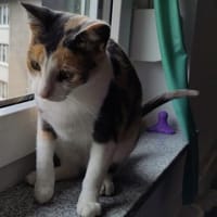 Patsy und Paula- unzertrennlich 💕, Katze zur Adoption