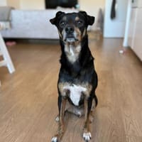 Liebevolles Zuhause gesucht für Nikan#, Hund zur Adoption