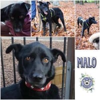 Malo * sensibel, freundlich, lernfreudig, Hund zur Adoption