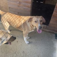 Die liebevolle Gina sucht Dich, Hündin zur Adoption